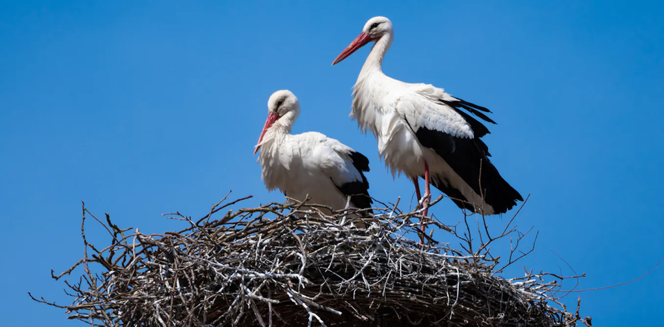 EnviroWireDaily — White storks: why introducing non-native species in rewilding projects can be a good idea