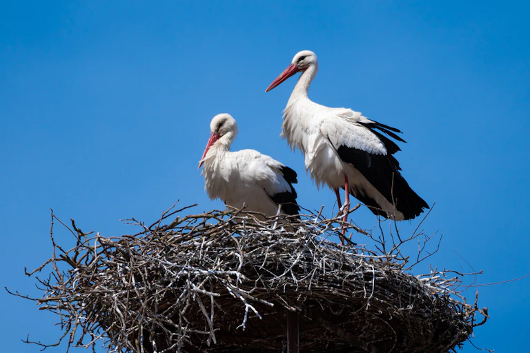 Two white storks sitting on their nest.