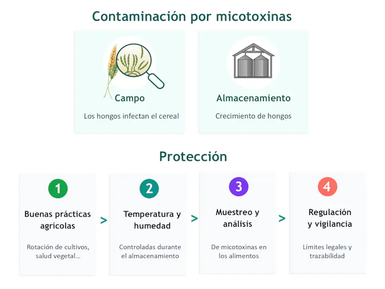 Infografía sobre la contaminación por micotoxinas. En la parte superior, se muestran dos fuentes de contaminación: