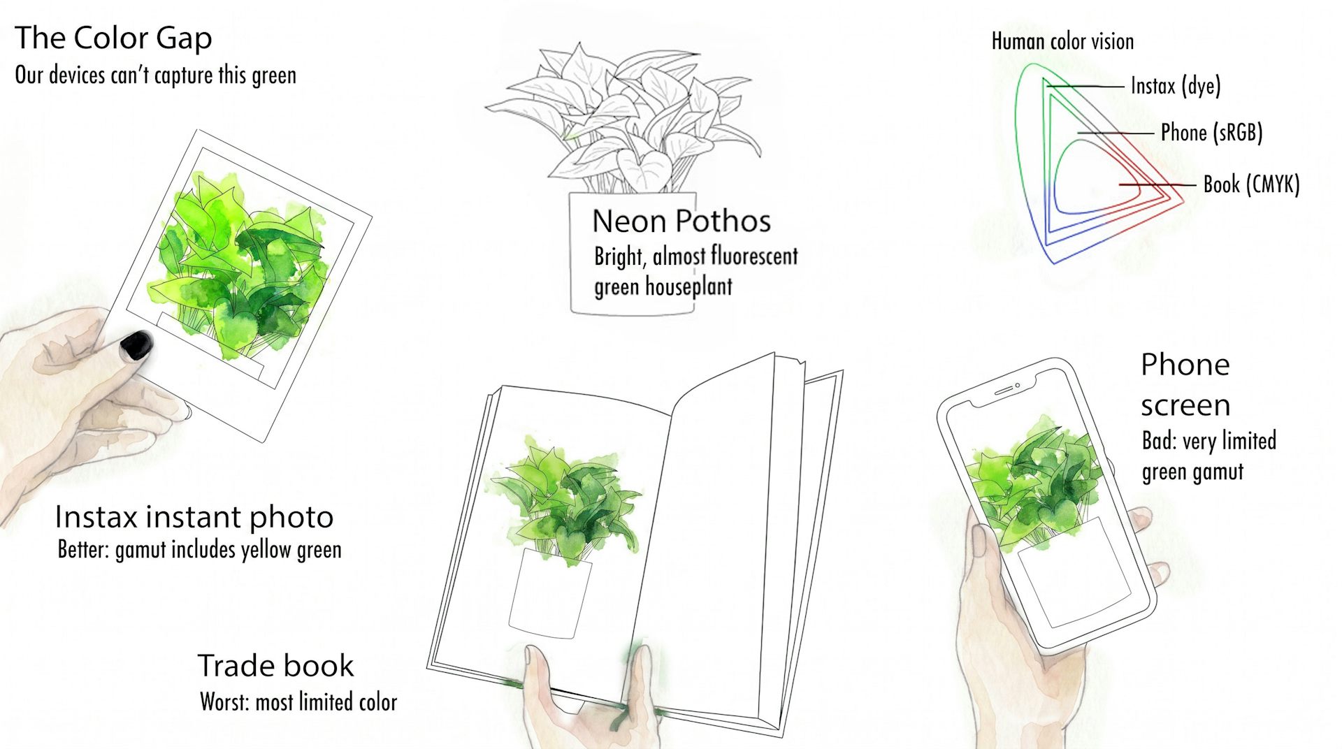 a diagram showing a pothos in front of different backgrounds, in a screen, and in a polaroid photo