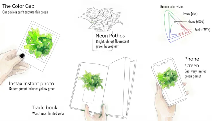 a diagram showing a pothos in front of different backgrounds, in a screen, and in a polaroid photo