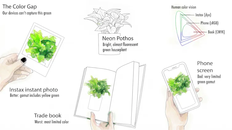 a diagram showing a pothos in front of different backgrounds, in a screen, and in a polaroid photo