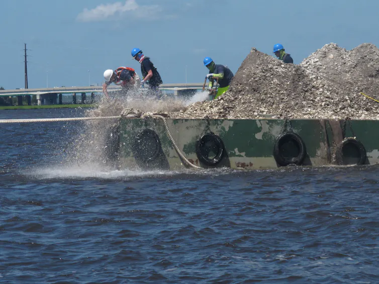 Workers on a barge with mounds of oyster shells push them into the water with a hose.