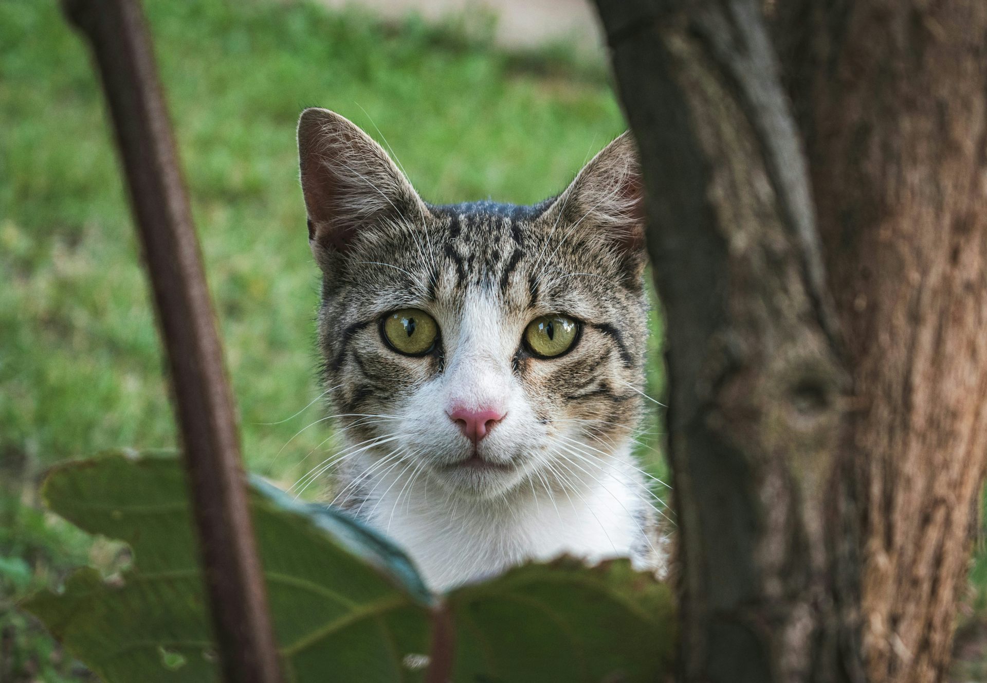 un gato blanco y gris con ojos verdes