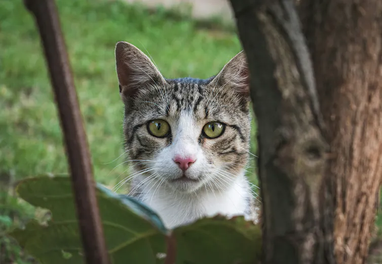 un chat blanc et gris aux yeux verts