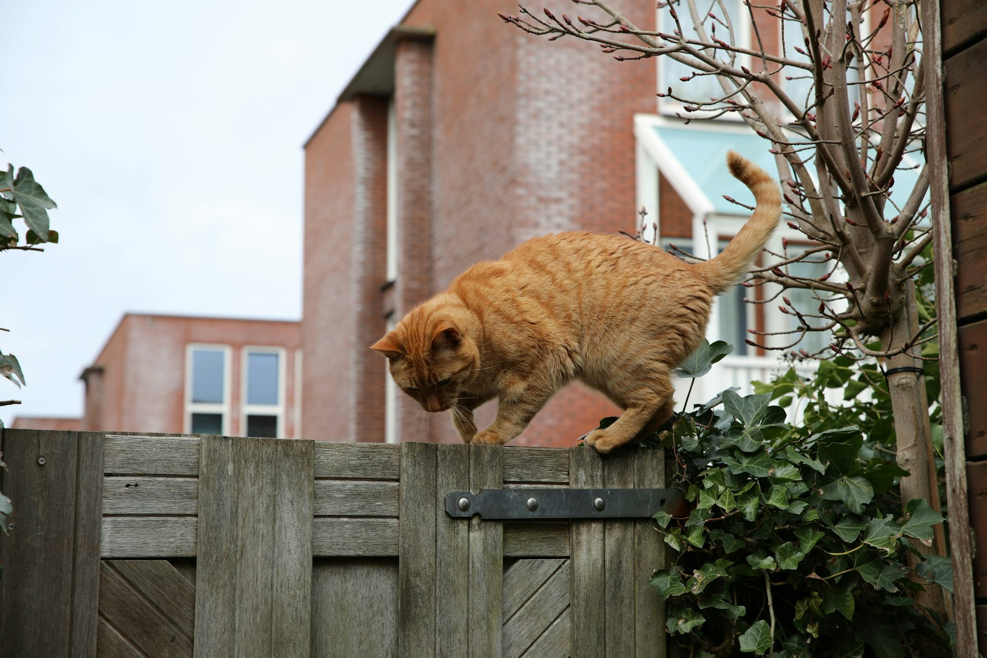 EduWireDaily — How you can stop your cat from bringing home unwelcome pathogens