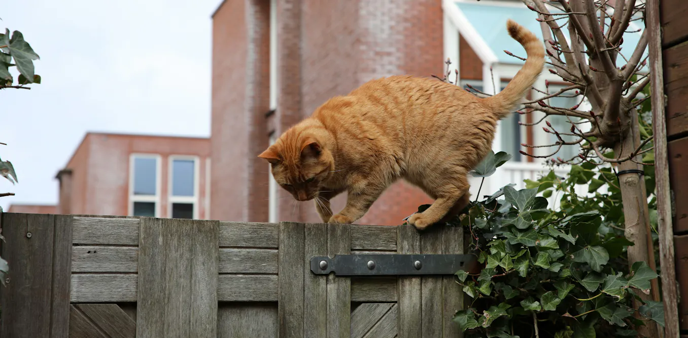 EduWireDaily — How you can stop your cat from bringing home unwelcome pathogens