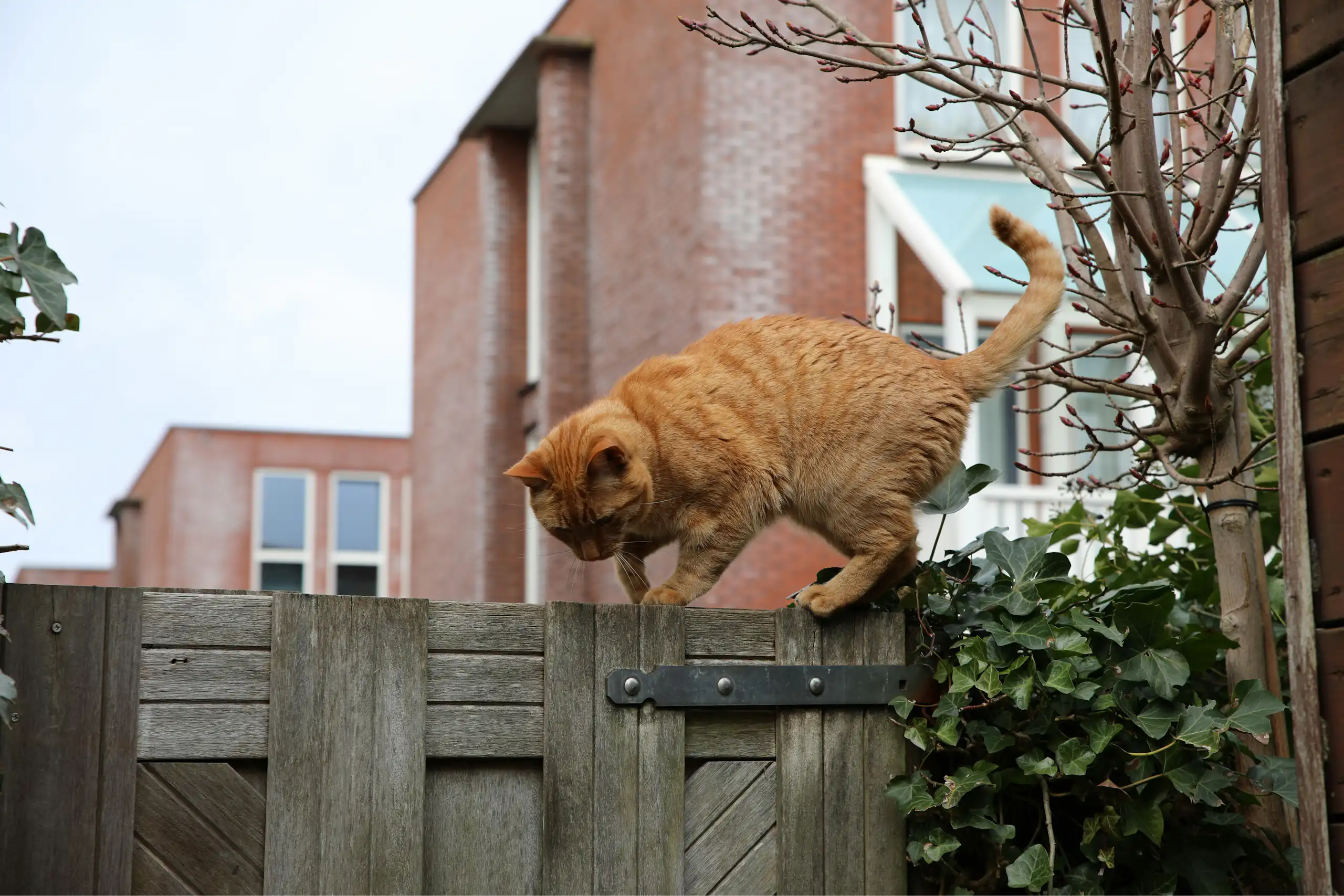 an orange cat walking across the top of a wooden garden fence