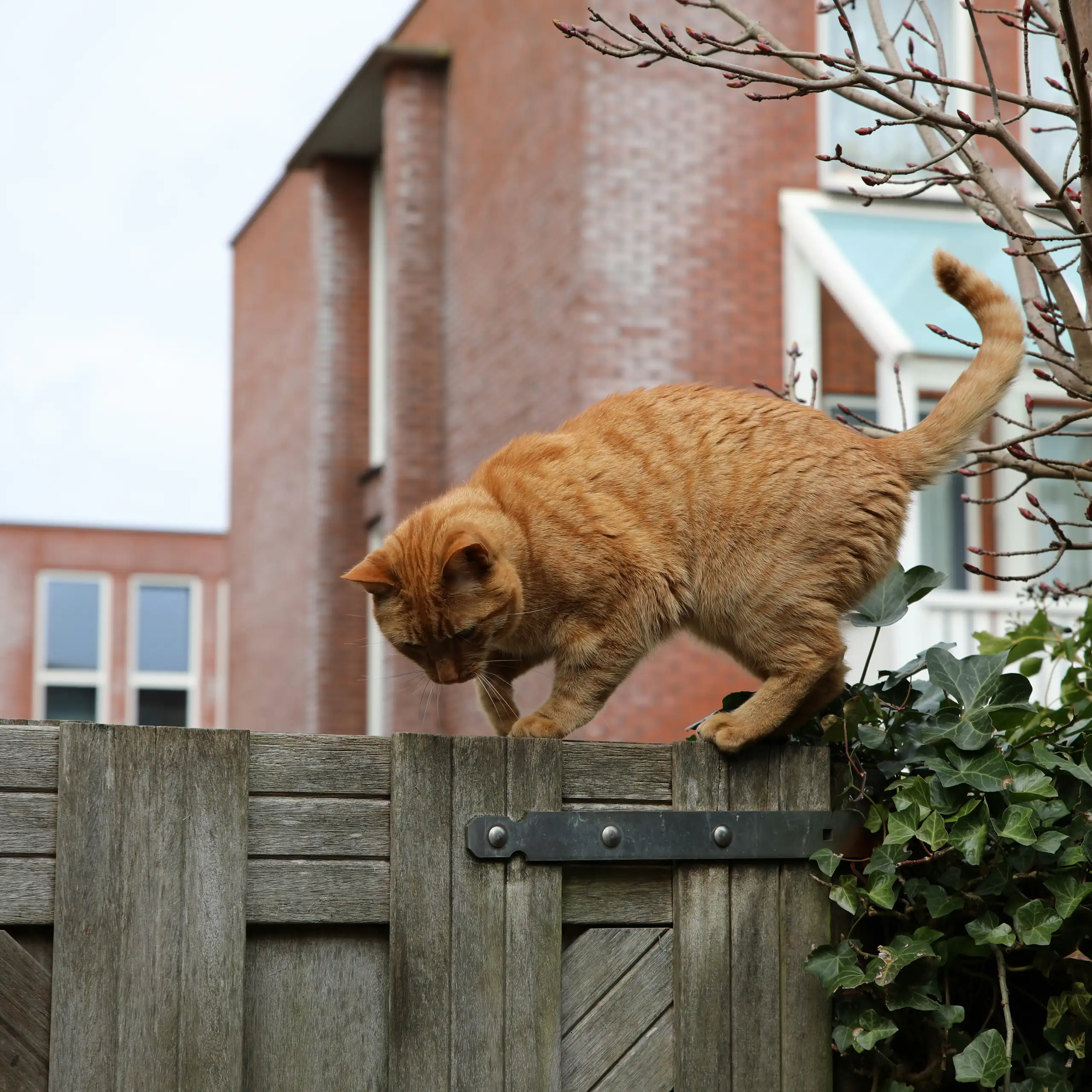 an orange cat walking across the top of a wooden garden fence