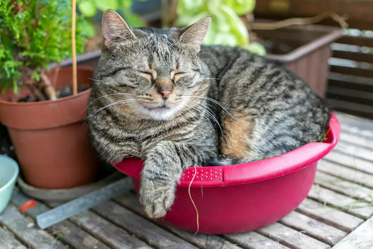 un chat gris se prélassant dans un pot rouge