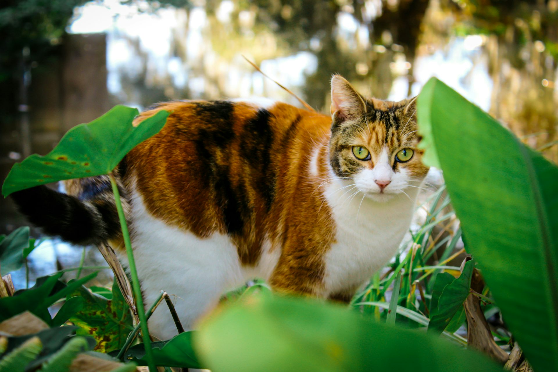 gato blanco y naranja en el jardín
