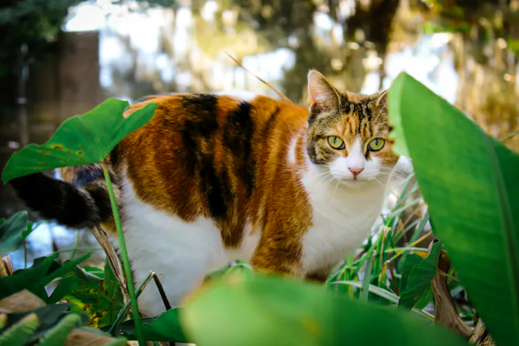 un chat blanc et orange dans un jardin