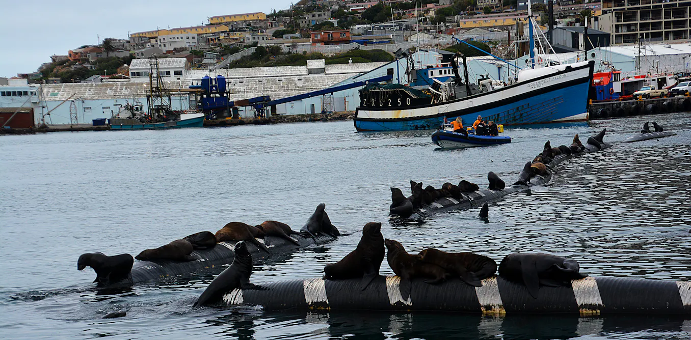 EnviroWireDaily — Sharks, seals, hunters, tourists – how wildlife-human interactions matter for conservation