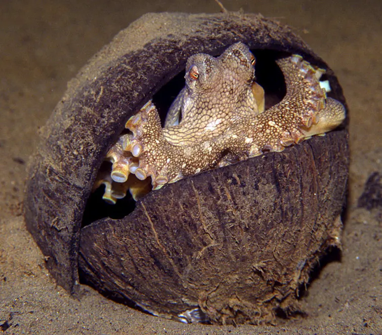 Una relación con un pulpo es similar a un encuentro con una inteligencia extraterrestre. 2 file 20260529 57 7setc9.png?ixlib=rb 4.1