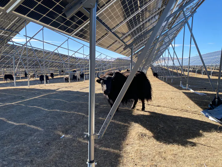 Large metal structures hold up dark panels, and underneath bovine animals walk and graze.