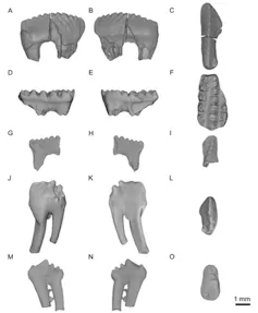 Multiple images of five fossilised teeth.