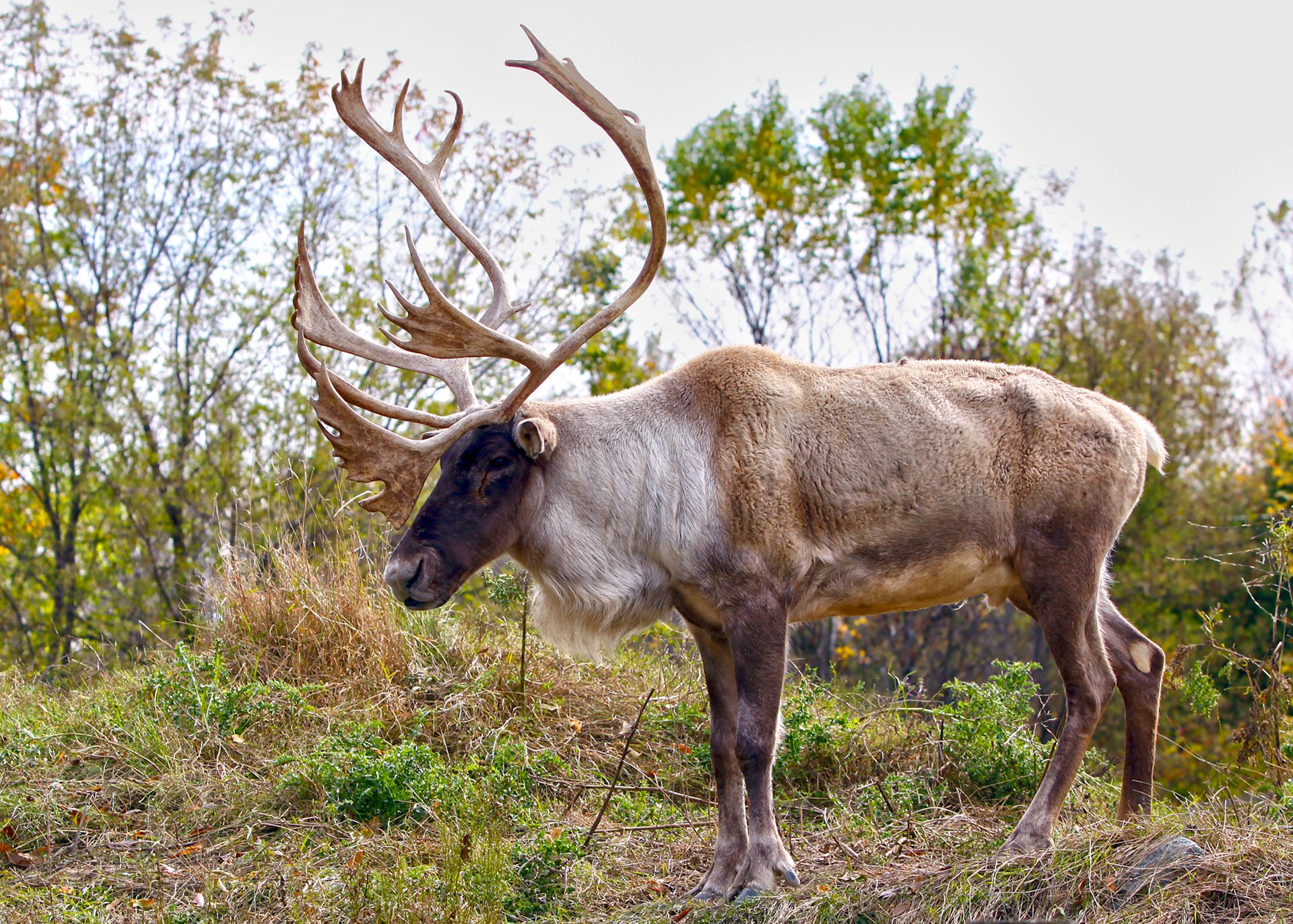 a caribou in a woodland area