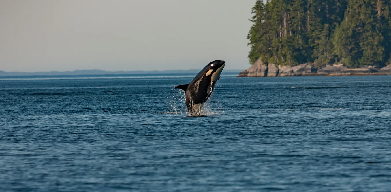 Canada’s ‘major projects’ should not come at the cost of the environment