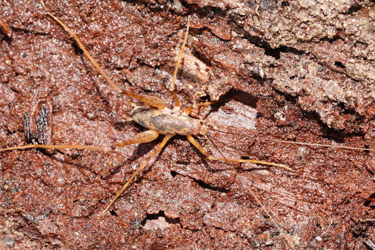 A cave cricket with its legs splayed wide on a rotting log