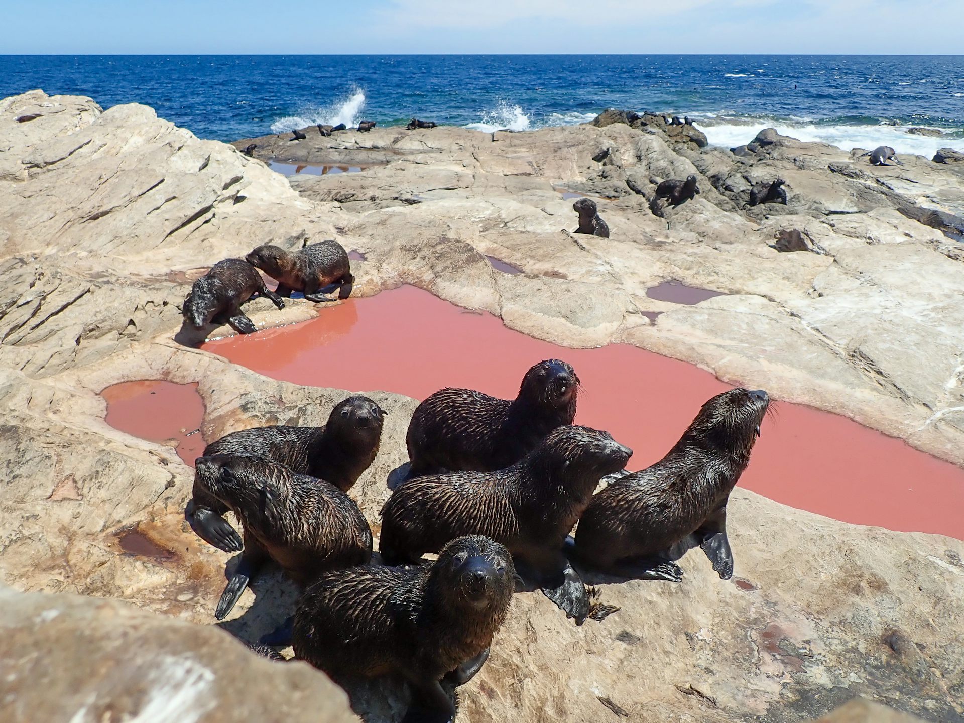 Seal puppies and seabird chicks are struggling in excessive climate. How are we able to give protection to them?