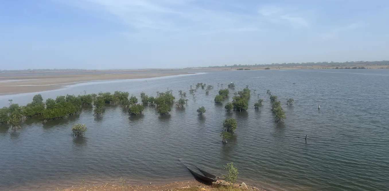 EduWireDaily — How did a major mangrove restoration project in Senegal end up selling ‘ghost carbon’?