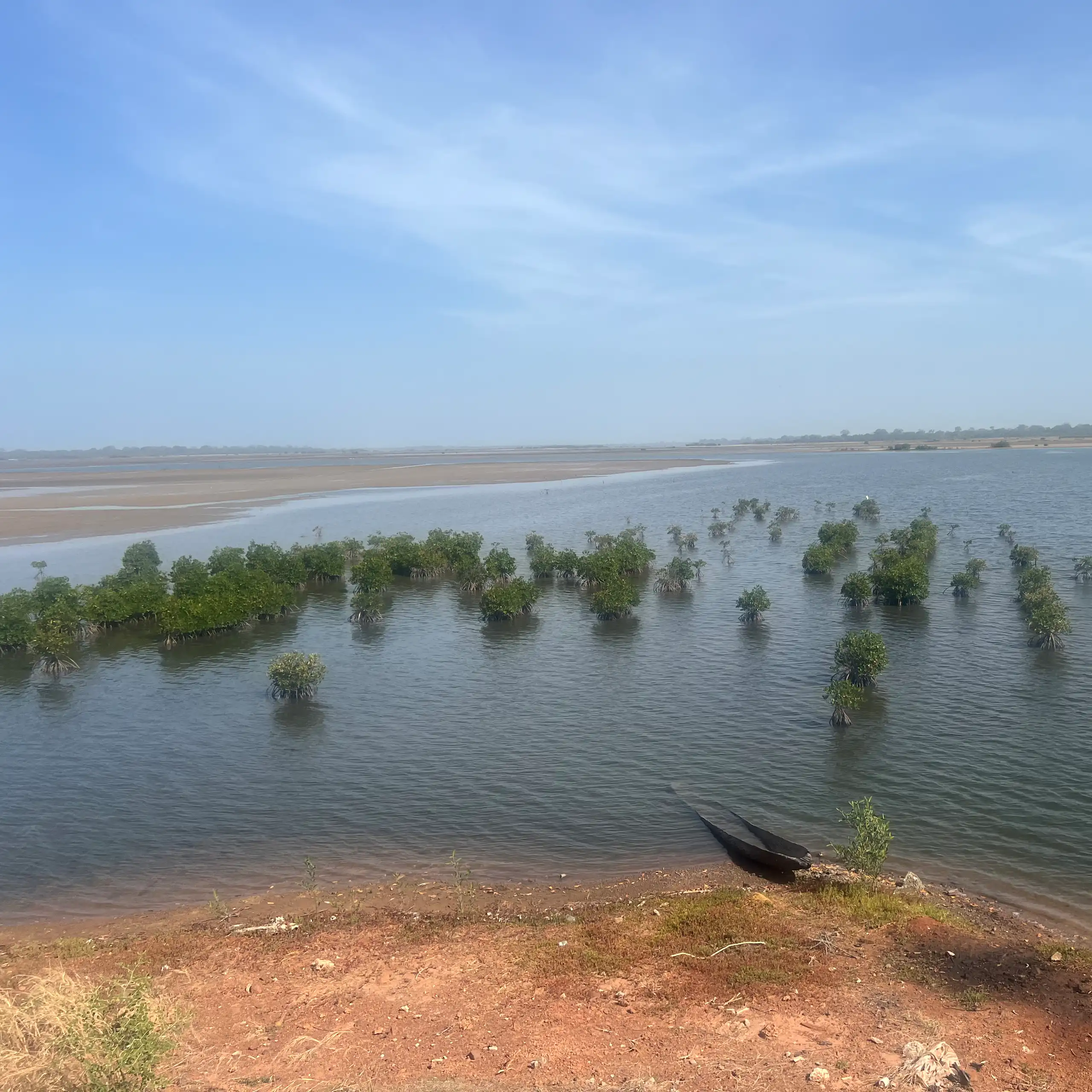 A watery area like a lake with a few trees sticking out of the top.