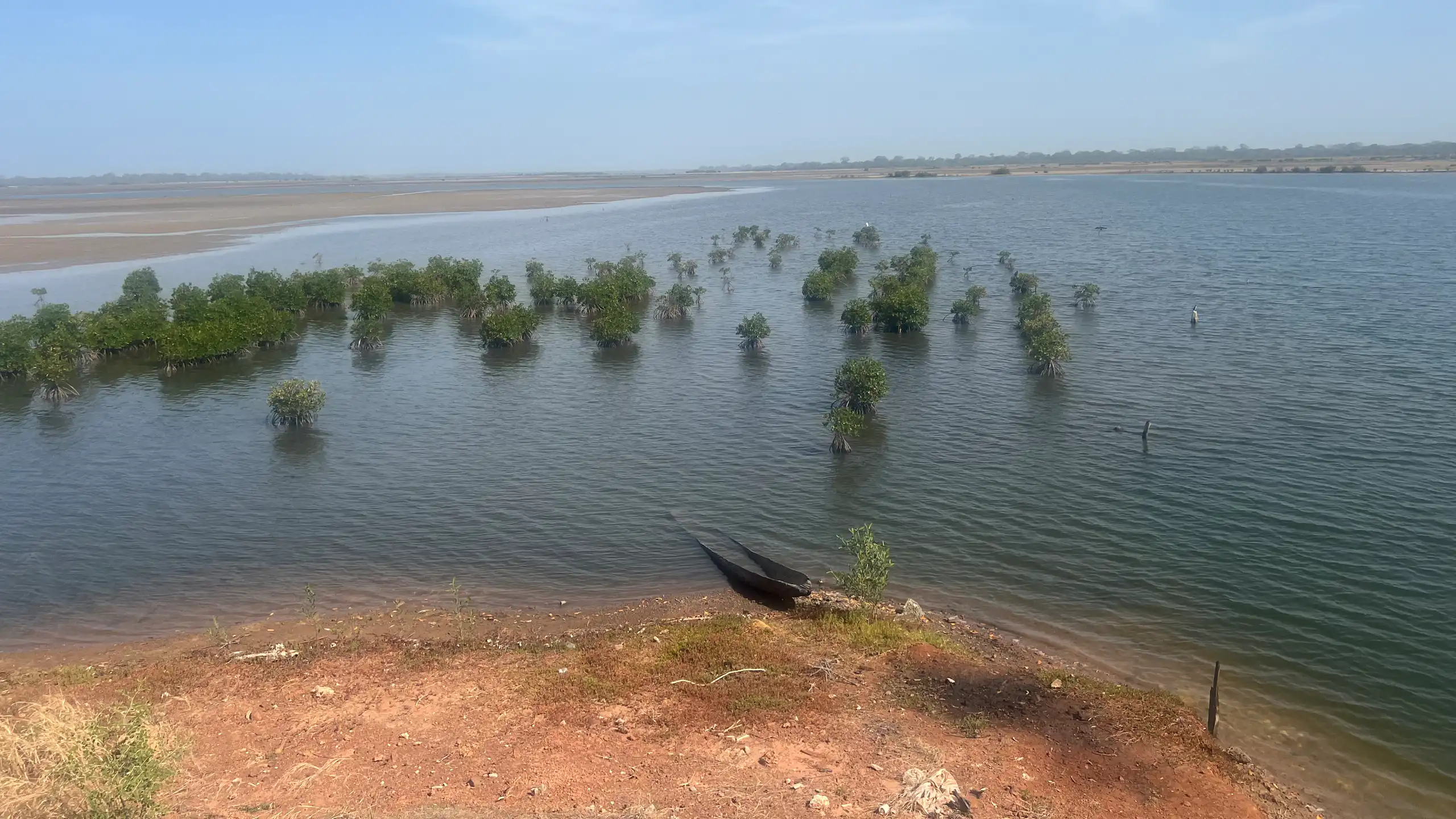 A watery area like a lake with a few trees sticking out of the top.