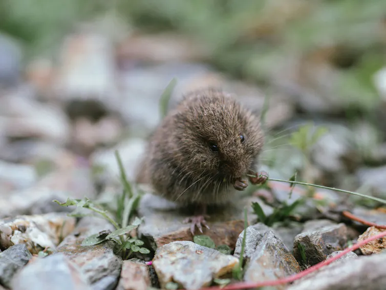 Un petit animal gris sur des roches