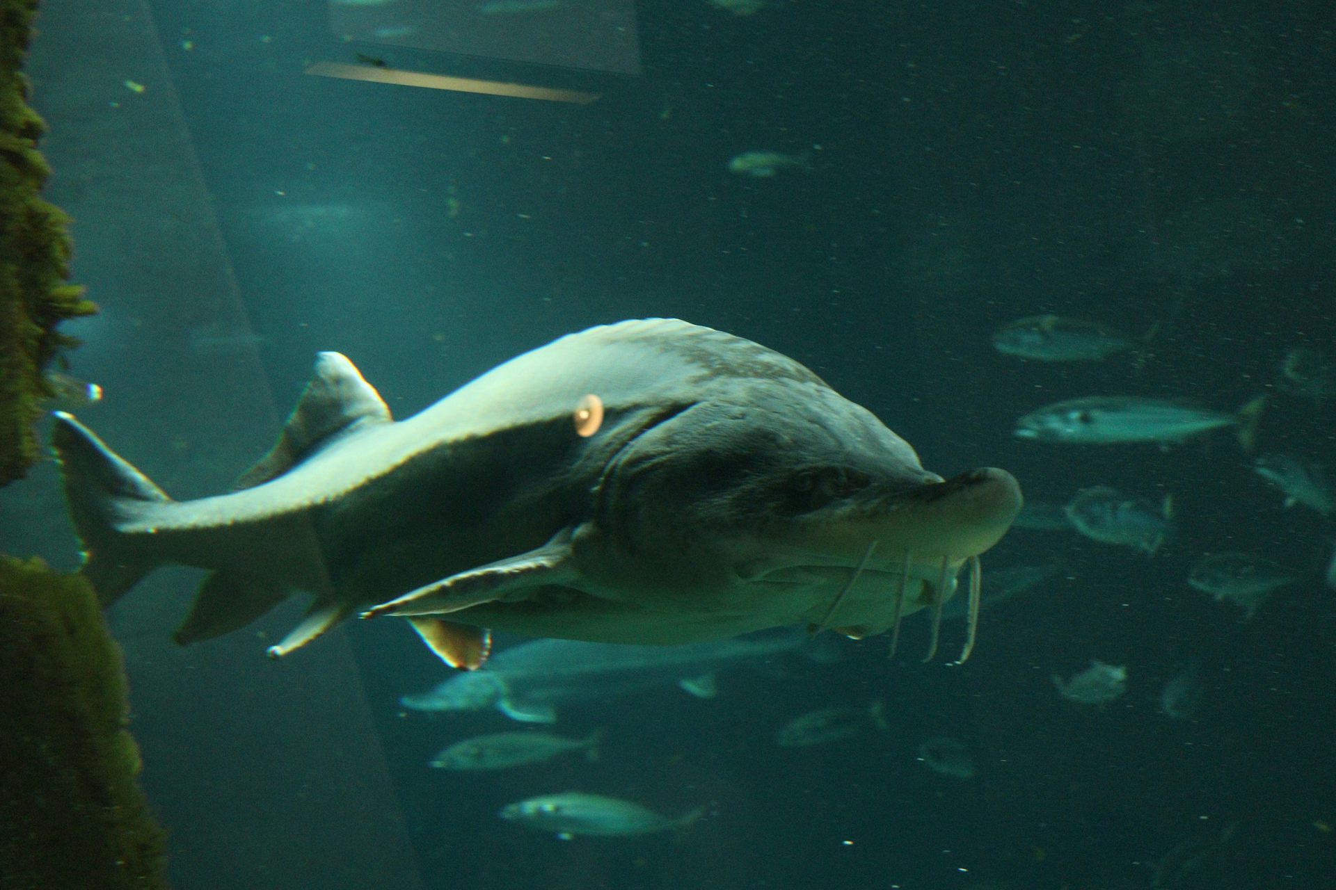 L’ADN environnemental pourrait aider à mieux protéger la biodiversité. Voici comment