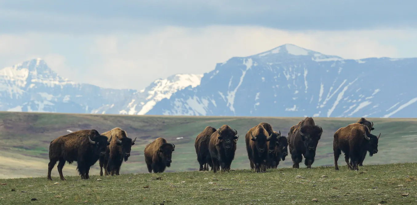 EnviroWireDaily — Bison restoration efforts and grazing rights hinge on one question: Are bison wildlife?