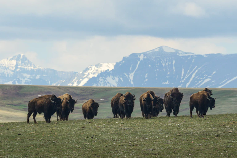 A group of large hairy animals with horns stand in a grassy area with snow-covered mountains in the background.