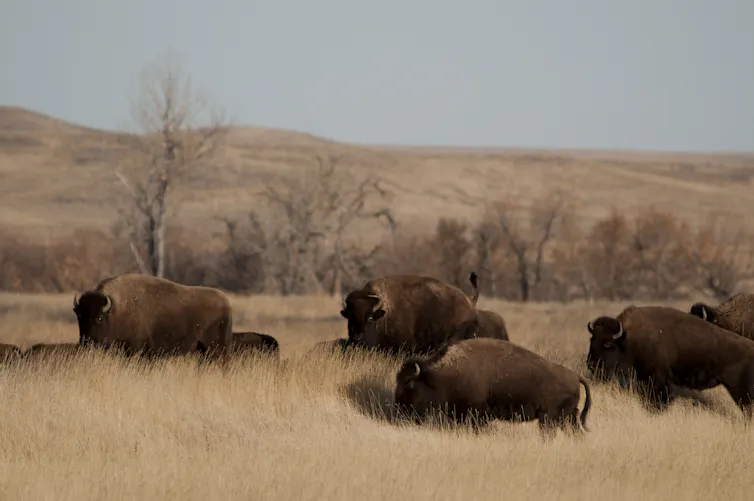 Buffalo walk through brown grass with hills in the background.