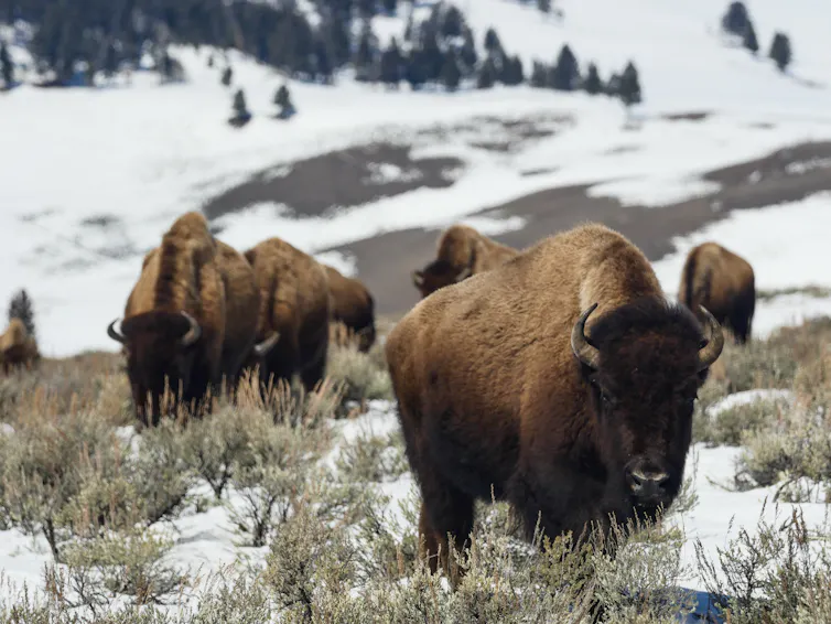 Buffalo stand in an area of shrubs sprinkled with snow.