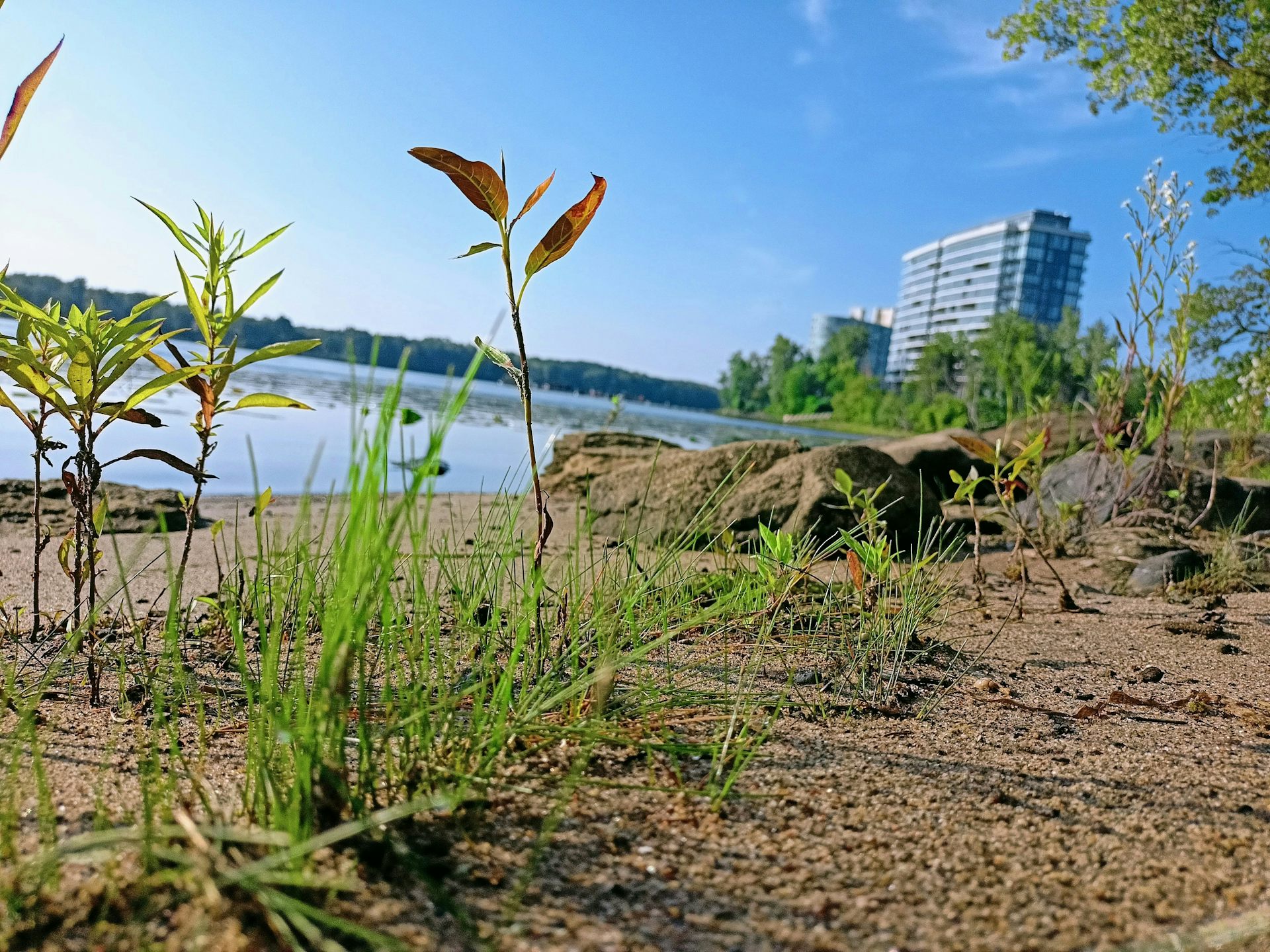 vue de la rive d’un cours d’eau, avec des fleurs et des herbres à l’avant-plan)