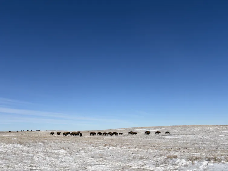 Algunos bisontes caminan por el césped cubierto de nieve.