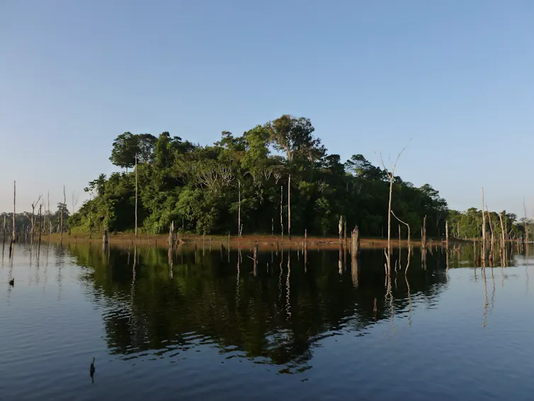 Foto mostra um fragmento florestal cheio de árvores, cercado por água