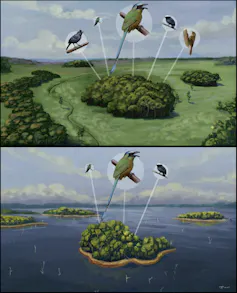 Ilustração mostra um fragmento florestal cercado por terra e outro por água. No cercado por terra, há mais ilustrações de pássaros do que no cercado por água