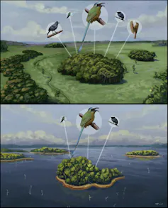 Ilustração mostra um fragmento florestal cercado por terra e outro por água. No cercado por terra, há mais ilustrações de pássaros do que no cercado por água