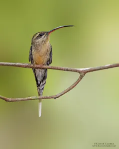 Foto mostra um beija-flor pousado num galho
