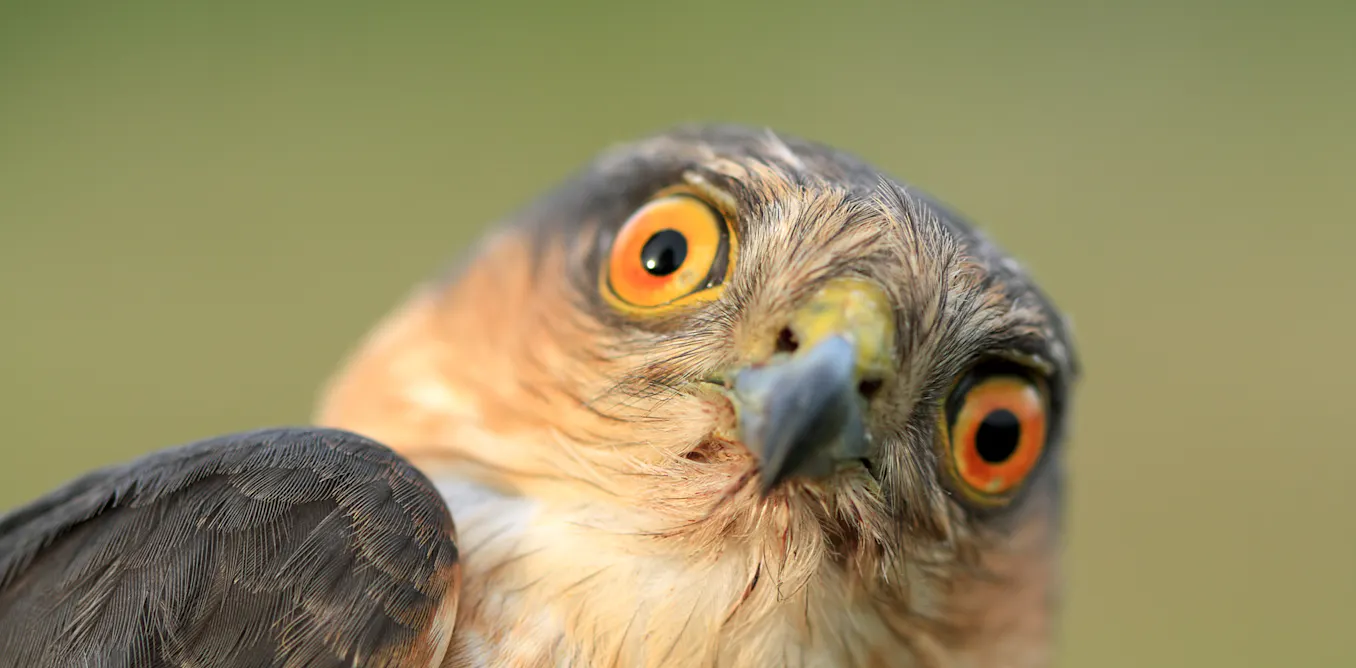 Birds masturbate, and that’s perfectly normal Birds masturbate, and that’s perfectly normal