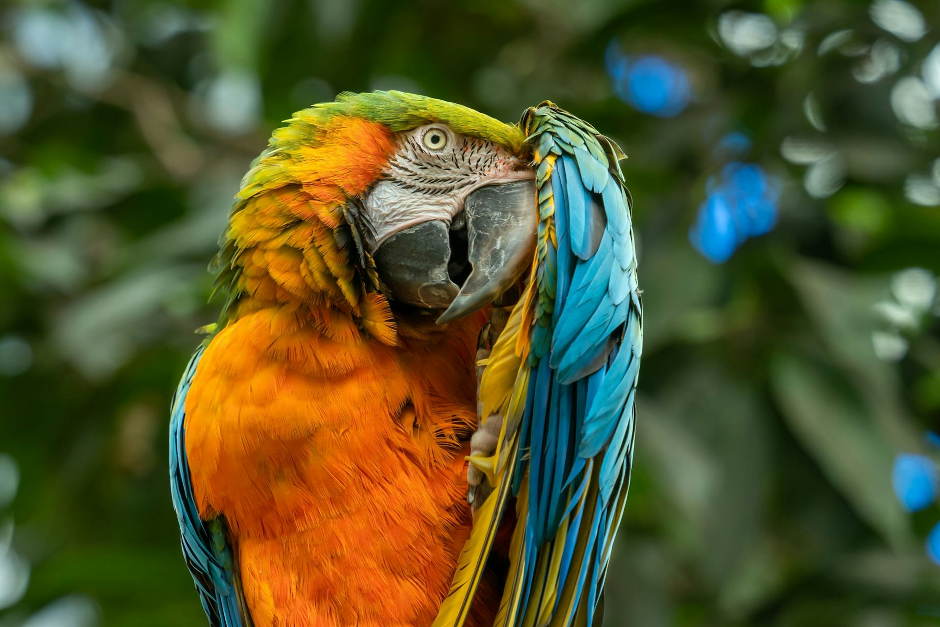 Colourful parrot ducks behind wing.