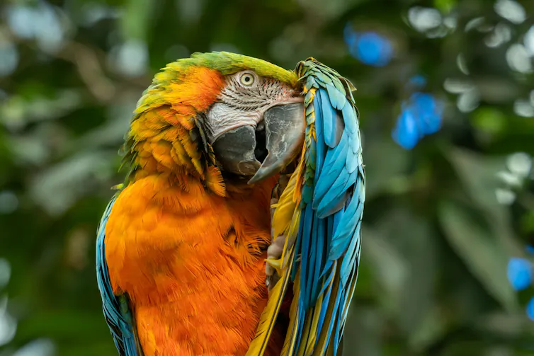 Colourful parrot ducks behind wing.