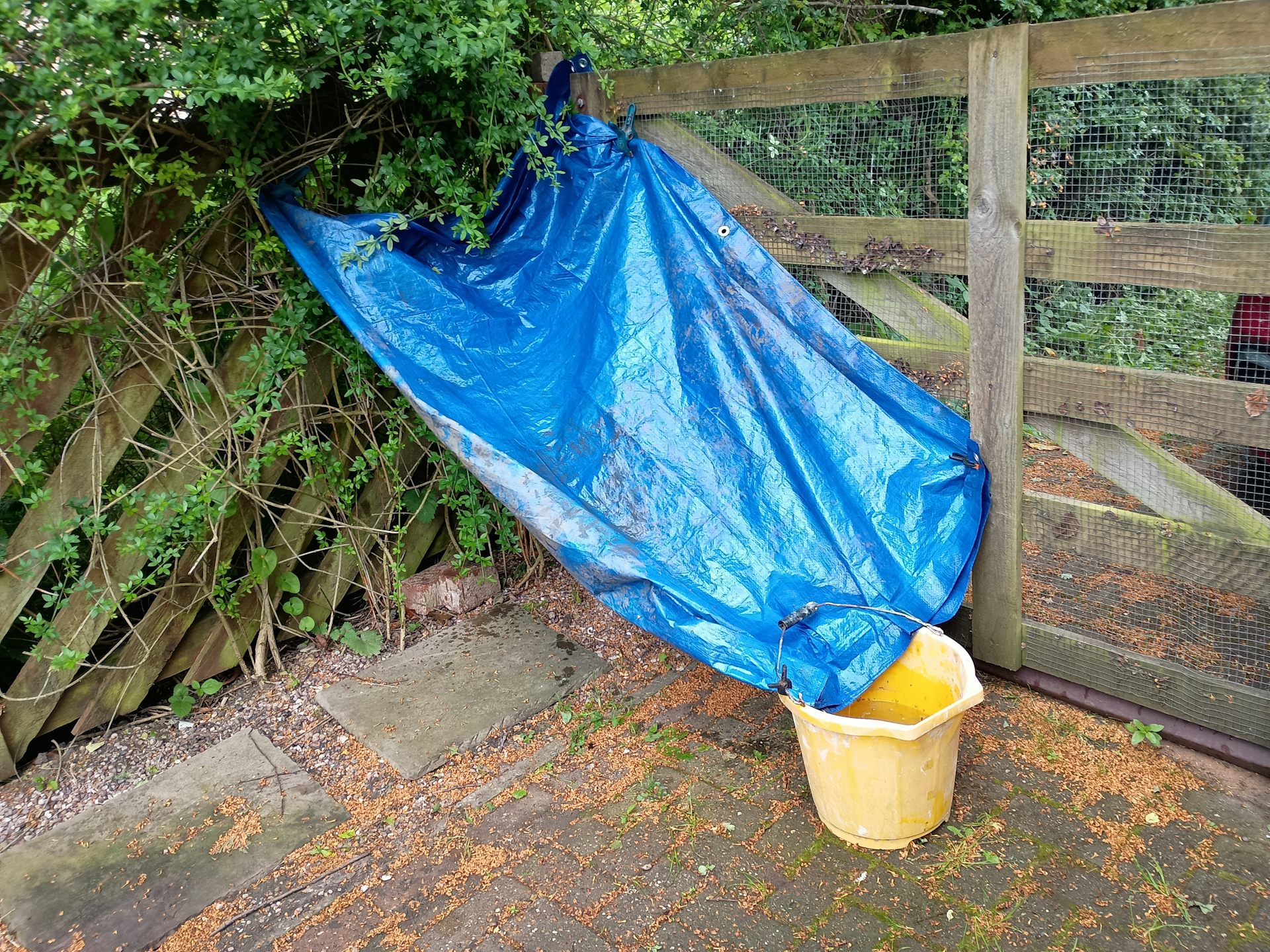 A tarpaulin hanging on a fence, angled to let water flow into a bucket