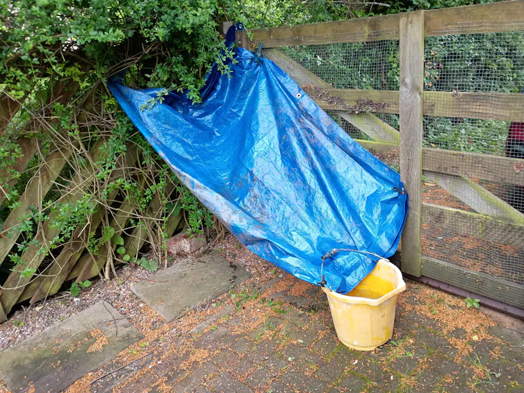A tarpaulin hanging on a fence, angled to let water flow into a bucket