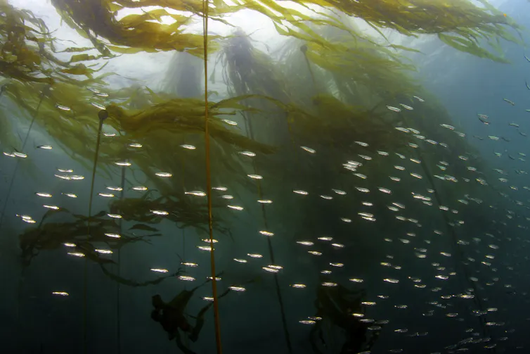fish swim near kelp in the ocean