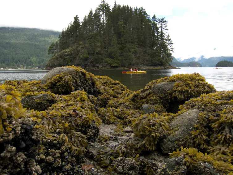 Seaweed clings to the rocks near a body of water in a forested area