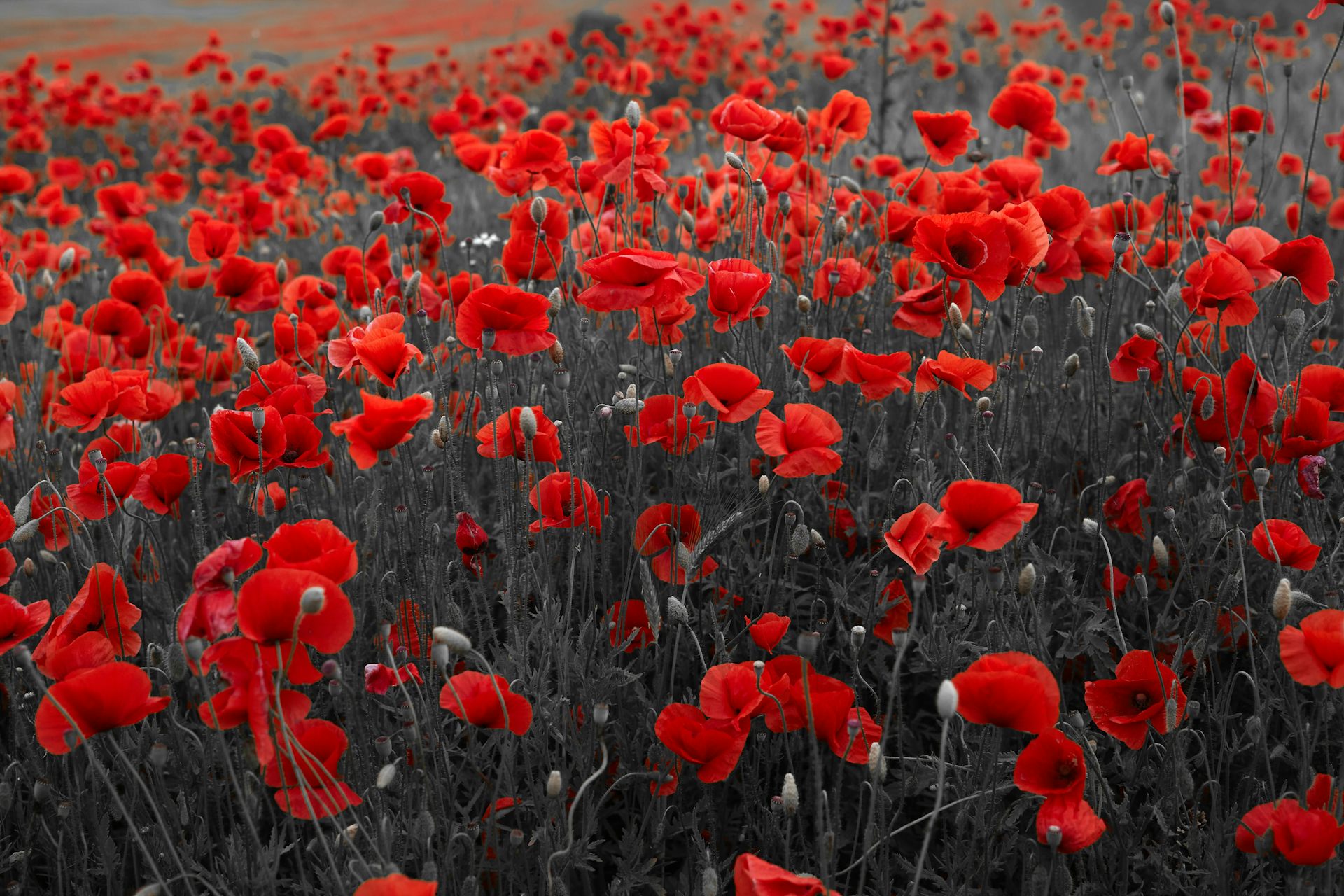 Champ de coquelicots fleuris.