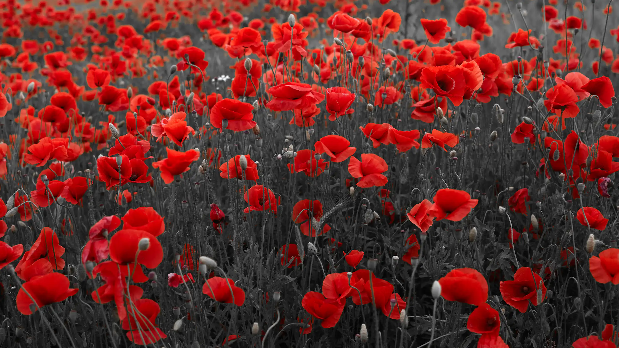 Champ de coquelicots fleuris.