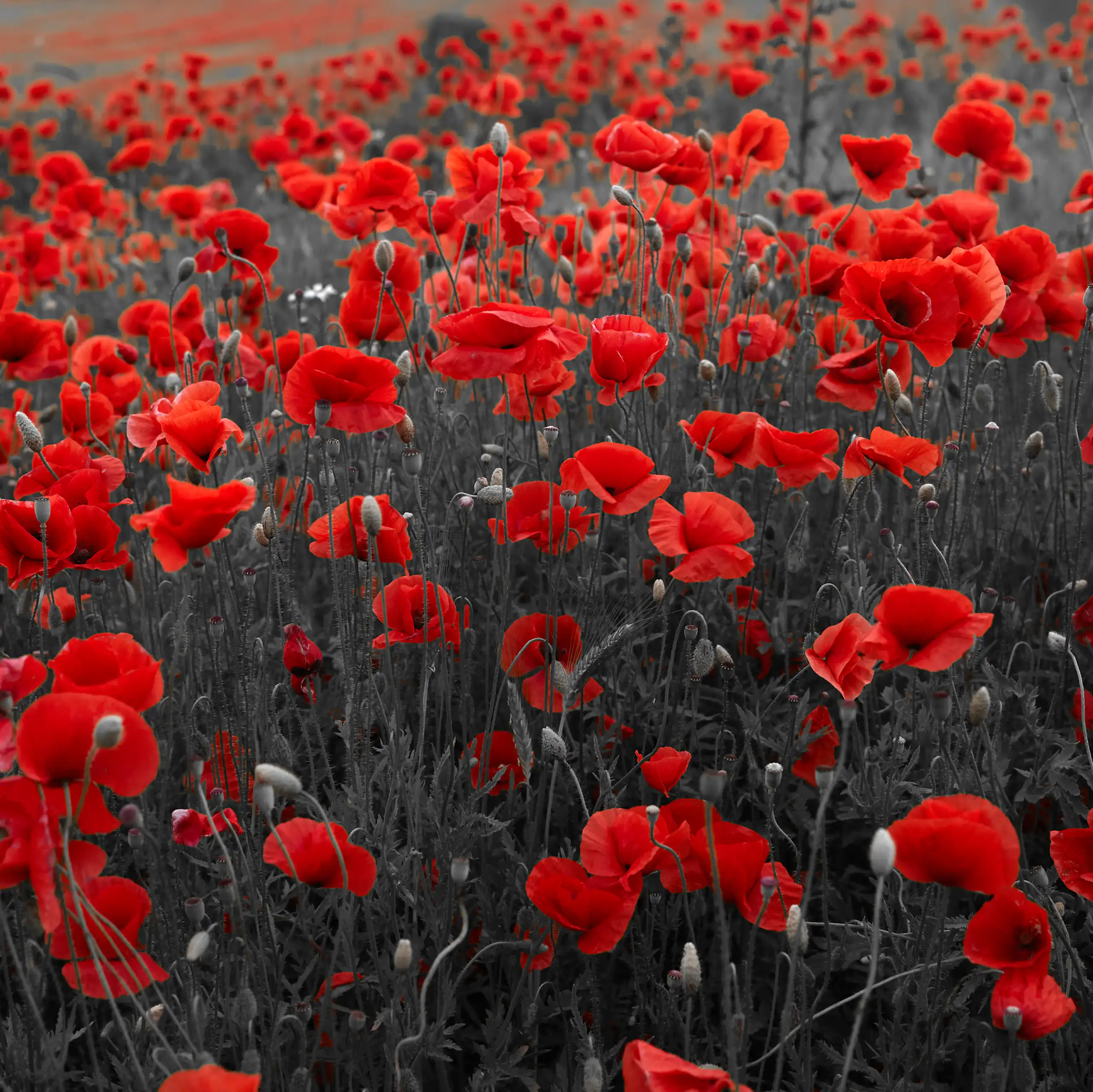 Champ de coquelicots fleuris.
