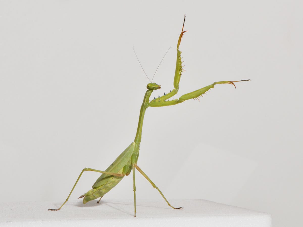 praying mantis